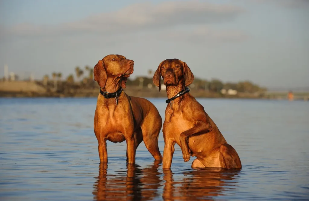 Deux braques hongrois à poil court avec les pattes dans l’eau chien braque hongrois à poil court
