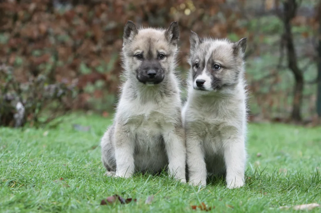 chien esquimau du groenland