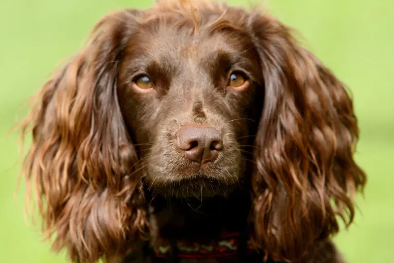 Gros plan sur la tête d’un Field Spaniel field spaniel
