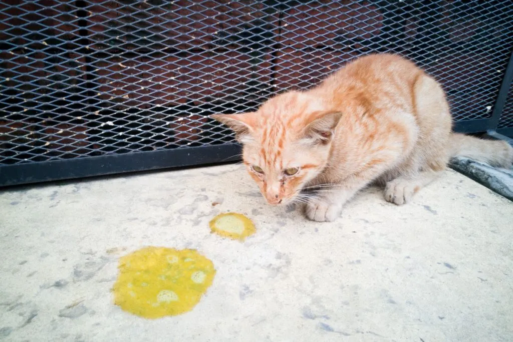 Chat ayant vomi un liquide jaunâtre, signe de la présence de bile.
