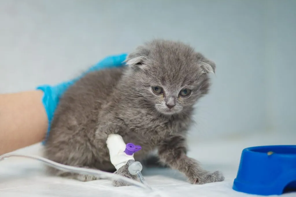 Chaton déshydraté à cause de vomissements, nécessitant une attention particulière.