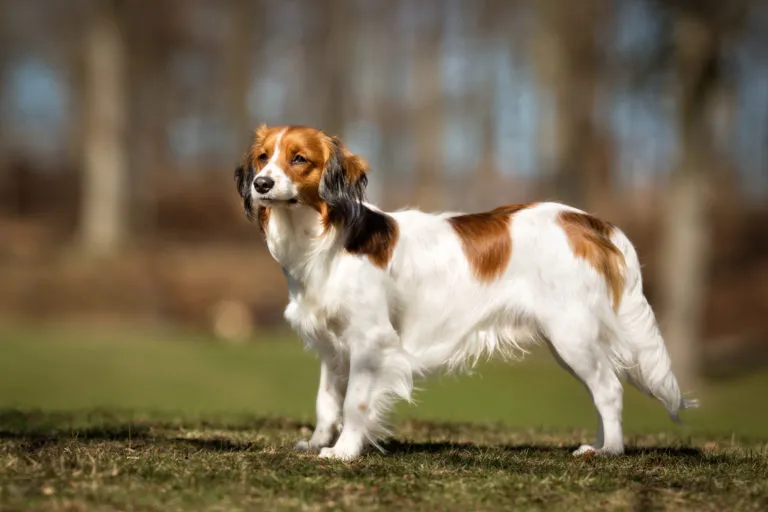 Kooikerhondje kooikerhondje marron et blanc debout