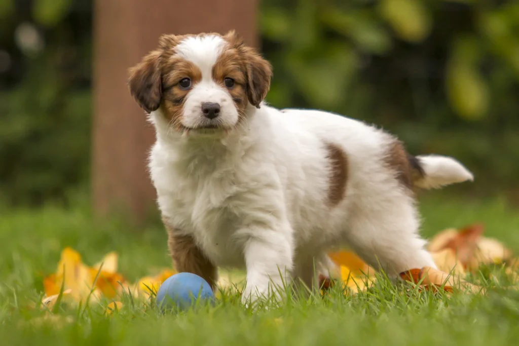 Kooikerhondje bébé chiot chiot Kooikerhondje marron et blanc trop mignon