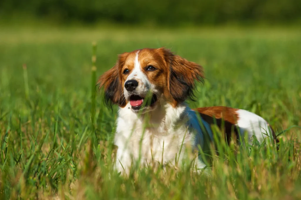 Kooikerhondje couché dans herbe Kooikerhondje marron et blanc allongé dans l'herbe