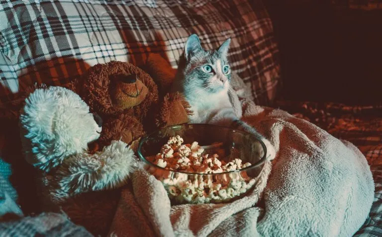 chat regarde la télé sur canapé avec pop corn