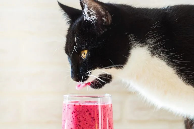 chat noir et blanc qui déguste un smoothie