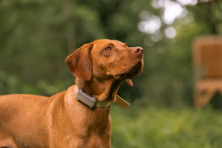chien marron avec un collier traceur gps