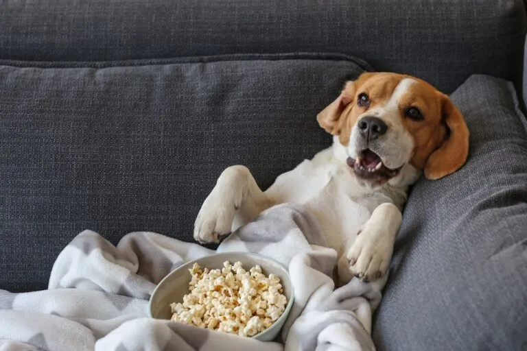 chien couché sur le canapé avec des pop corns