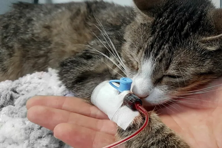 chat qui donne son sang