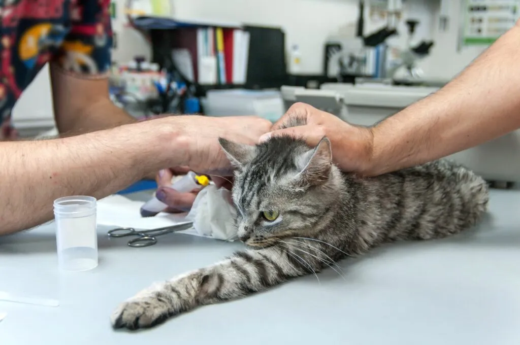 un vétérinaire prélève du sang chez un chat