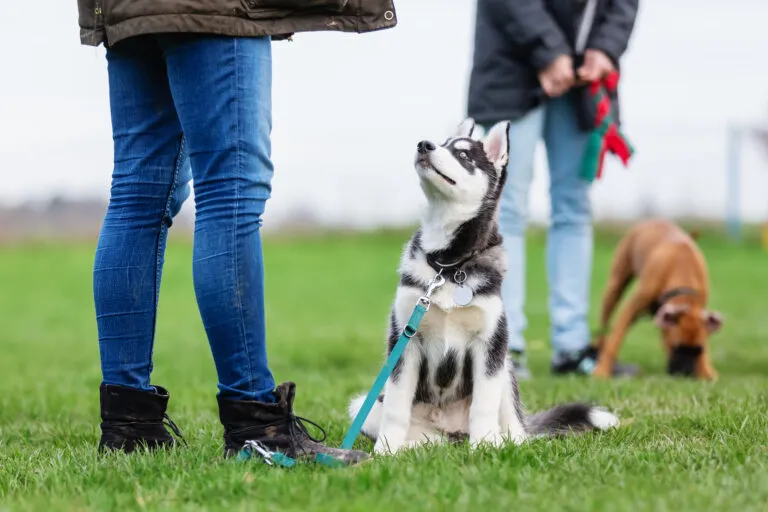 chiot husky dans une école canine qui apprend le travail à la longe