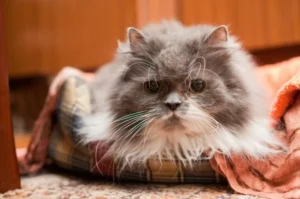 Démence chez les chats