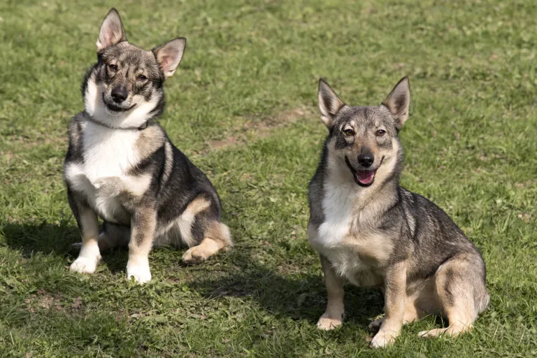 Deux Spitz des Wisigoths sont assis dans l'herbe