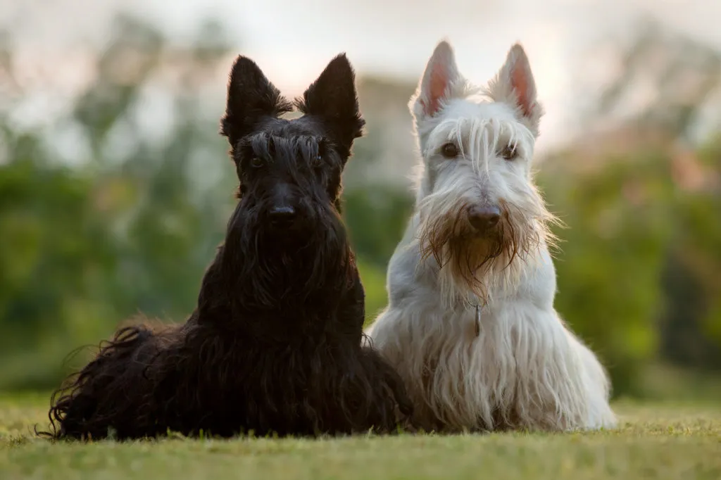 Terrier écossais noir et terrier écossais blanc assis côte à côte