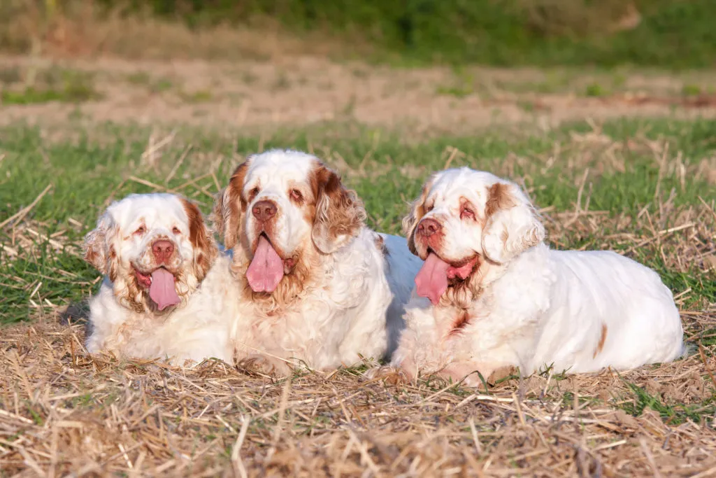 Trois Clumbers Spaniels allongés dans l'herbe