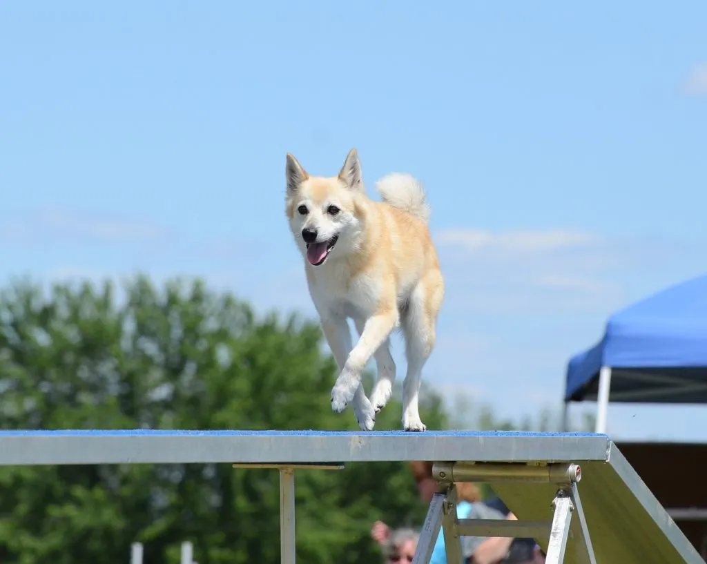 Un Buhund norvégien fait de l'agility