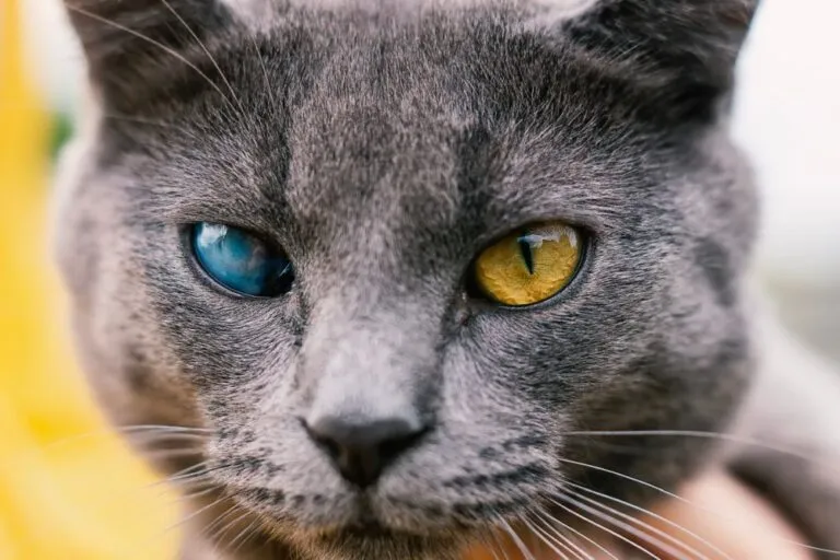 Chat gris souffrant de cataracte