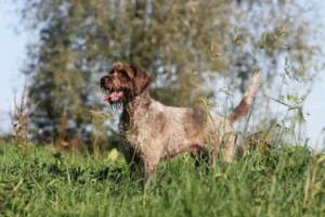 Griffon d’arrêt à poil dur Korthals
