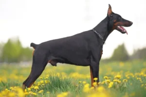 Queue et oreilles de chien coupées : pourquoi ces pratiques font polémique
