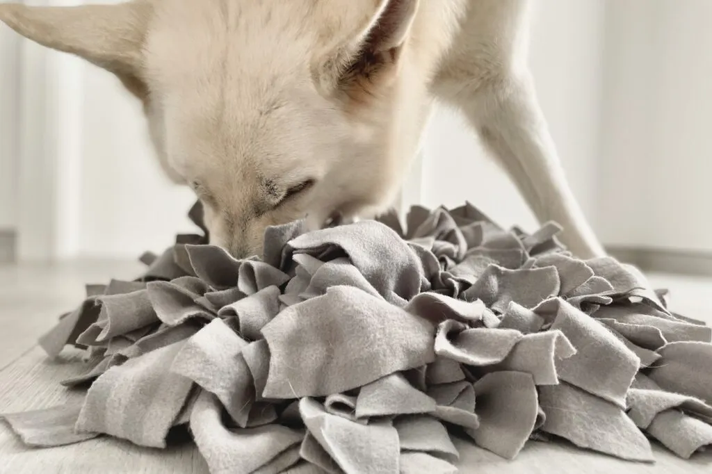 Chien qui cherche des friandises dans un tapis de fouille