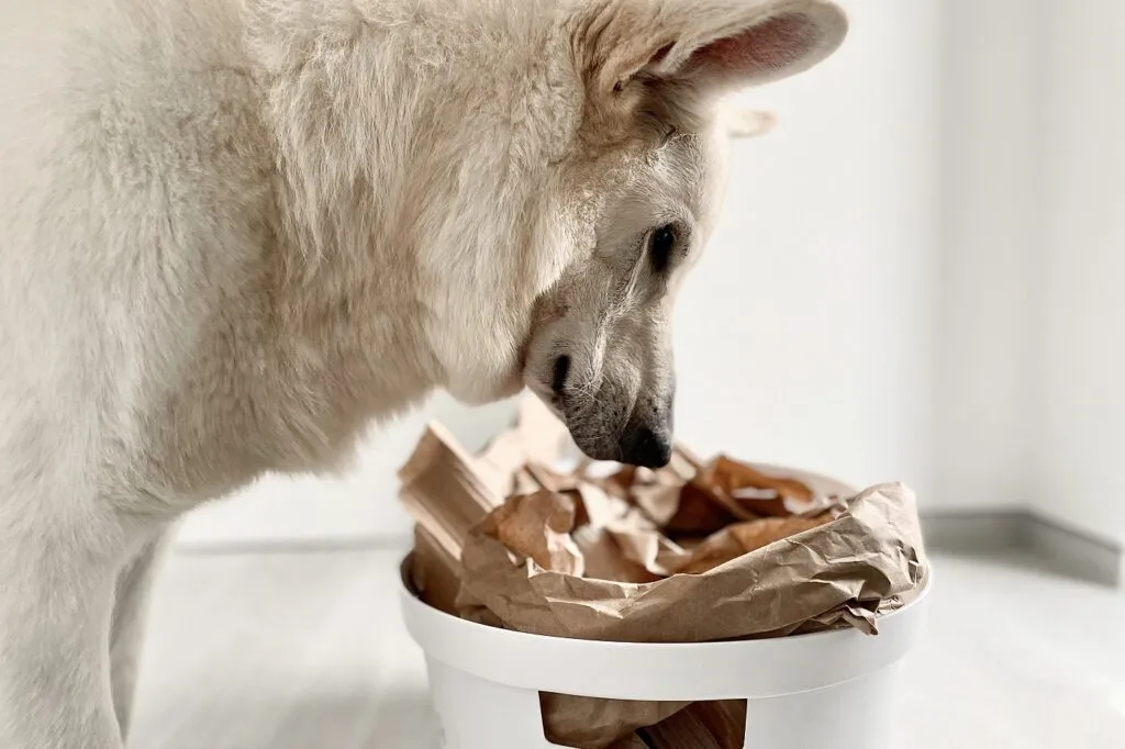 Un chien se tient devant une bo&icirc;te &agrave; renifler remplie de papier et de friandises