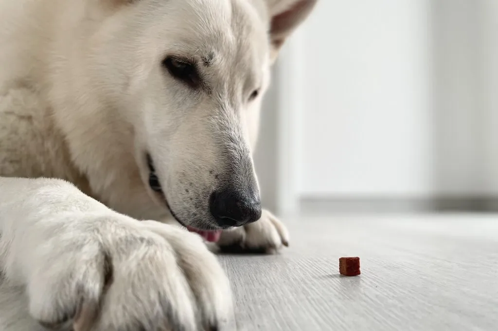 Le chien observe sa friandise
