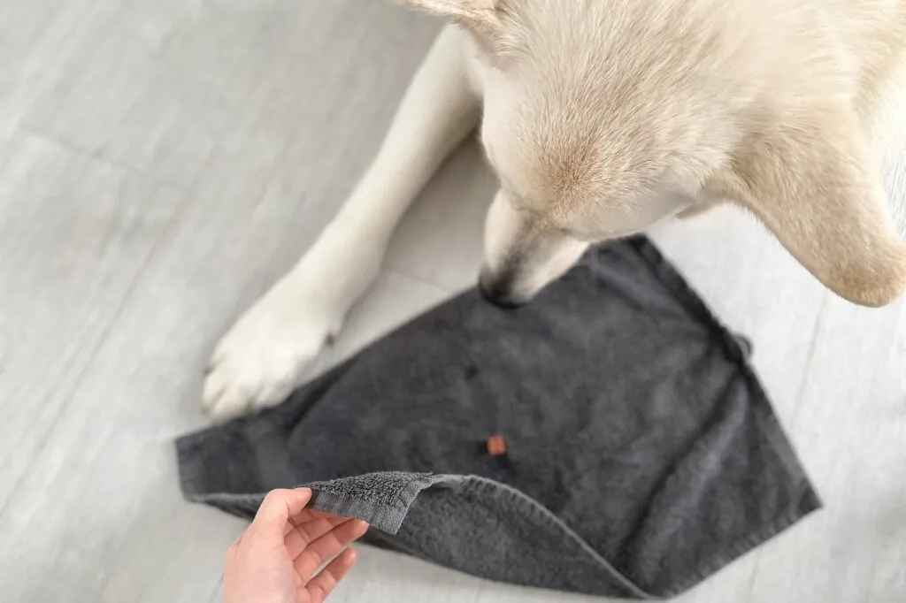 Le chien regarde la serviette qui va &ecirc;tre remplie de friandises