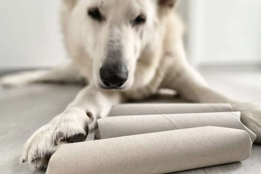 Le chien est allong&eacute; devant des rouleaux remplis de friandises