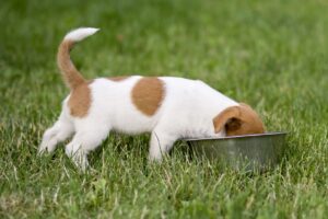 Tableau de la quantité de nourriture idéale pour un chiot