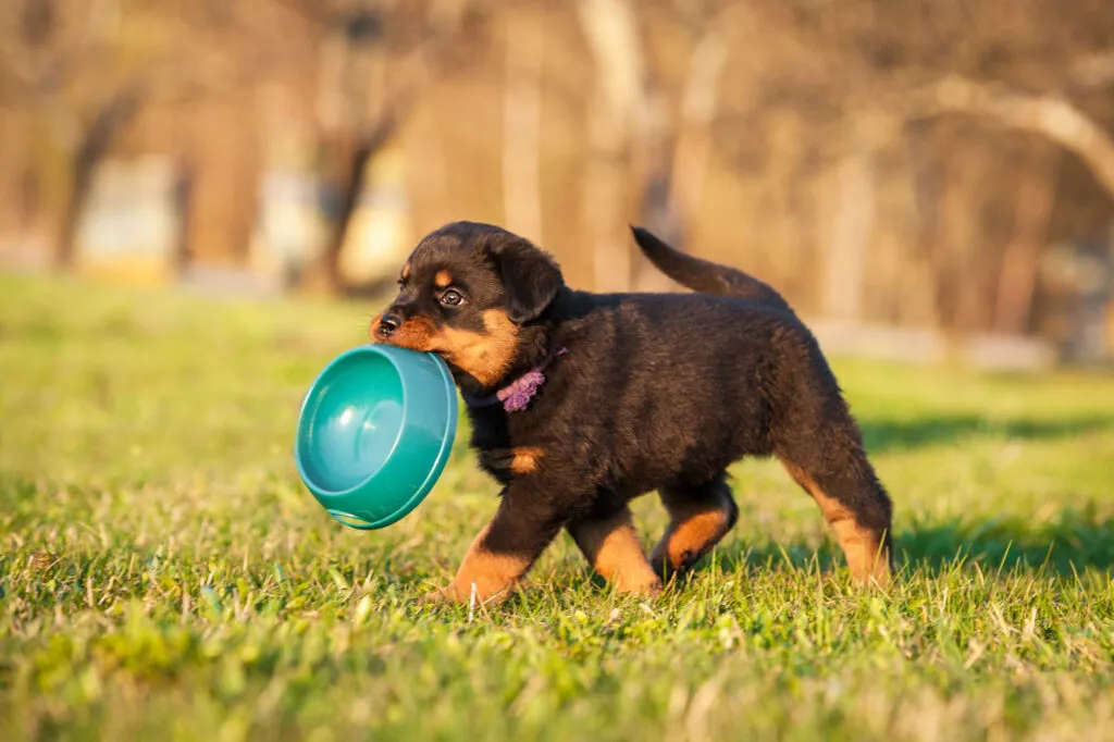 croissance des chiots apport &eacute;nerg&eacute;tique