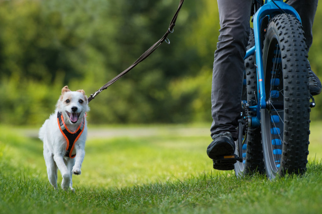 hund fahrrad Velofahren mit Hund