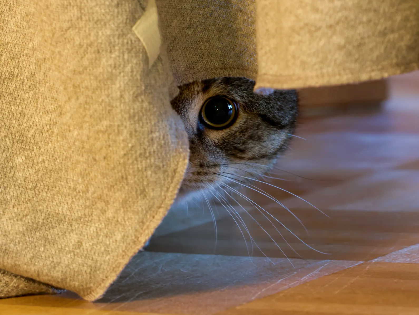 Ängstliche Katze unter Couch