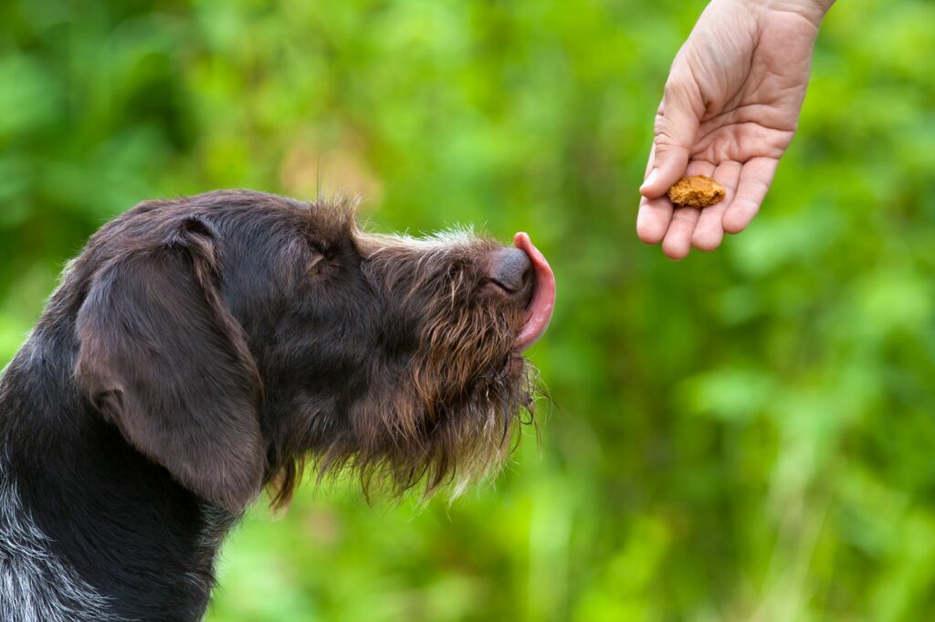 Hundebesitzer gibt seinem Hund ein Leckerli