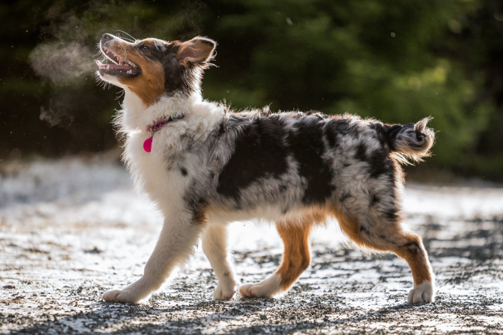 melodi kan ikke se Kamel Australian Shepherd - Hunderassen | zooplus.ch