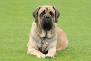 Mastiff (Englischer Mastiff)