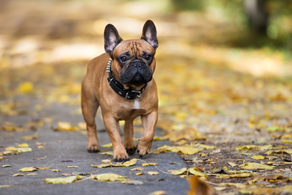 Französische Bulldogge im Herbst