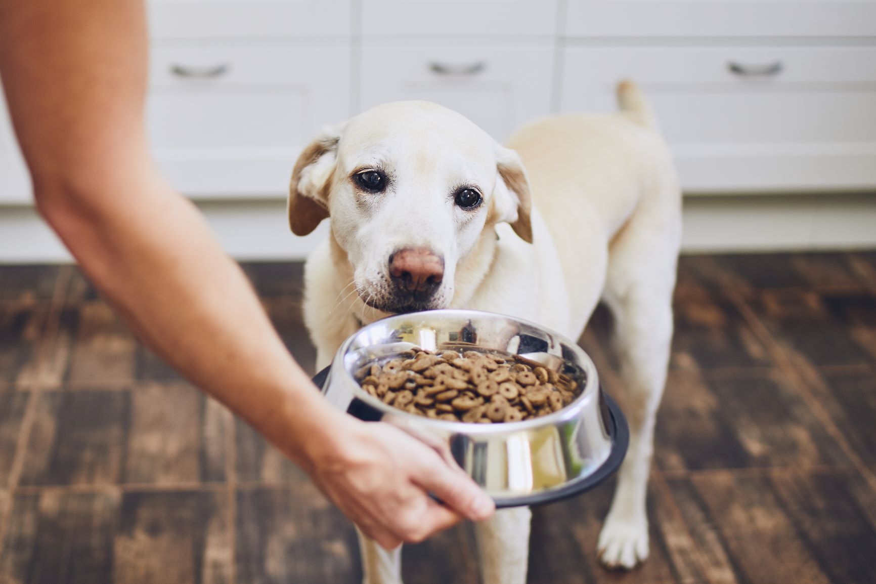 Hund Diätfutter Futternapf