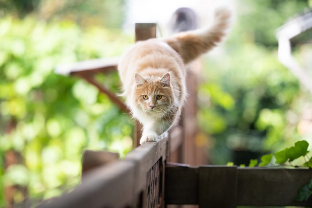 Den Garten katzensicher machen Katzenhaltung zooplus.ch