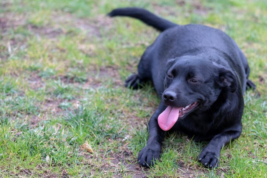Ein schwarzer Labrador hechelt und liegt auf einer Wiese.