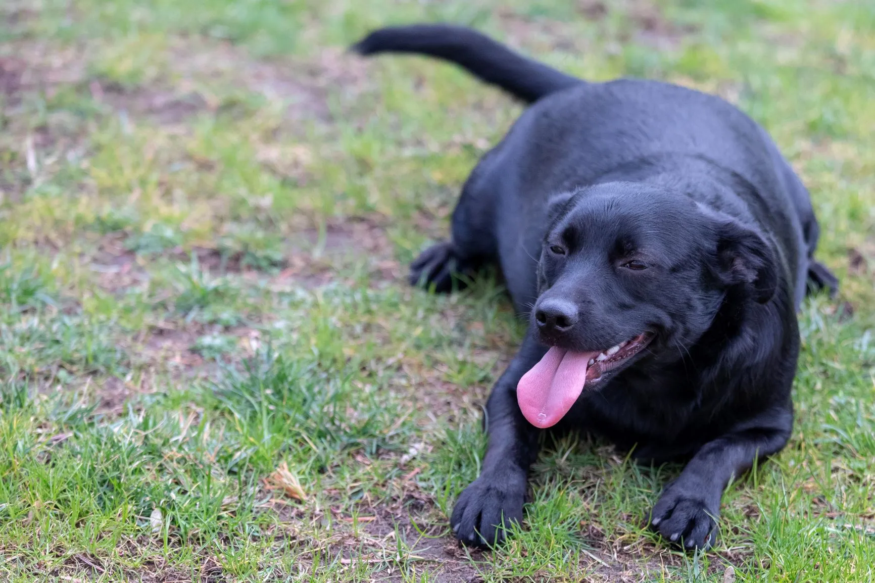 Ein schwarzer Labrador hechelt und liegt auf einer Wiese. Labrador mit Übergewicht liegt auf dem Boden