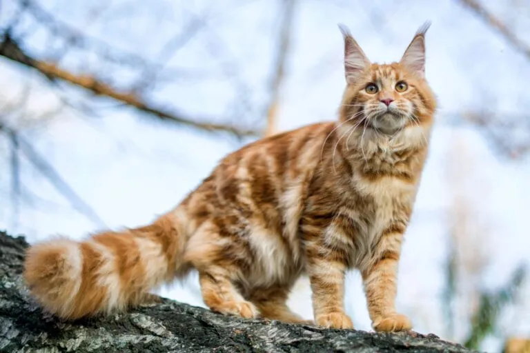 rote Maine Coon katze auf baum