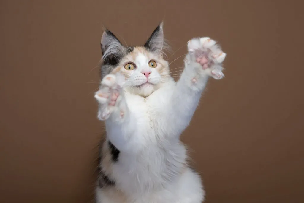 Maine Coone kitten