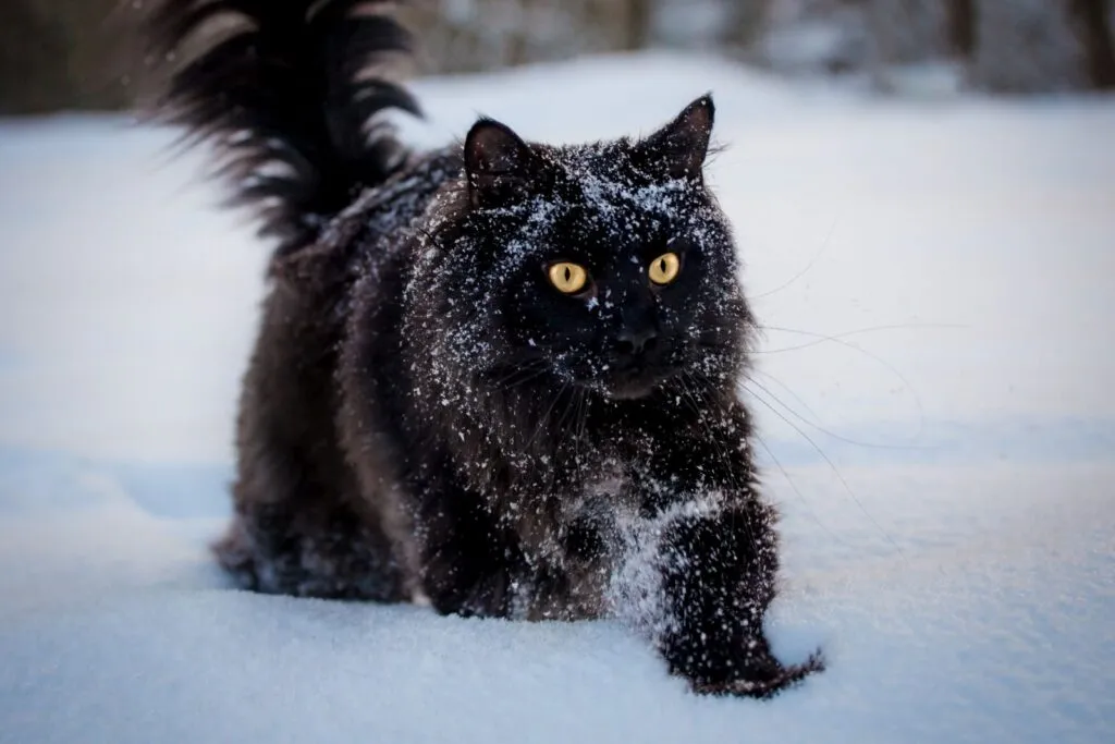 schwarze Maine Coon im Schnee