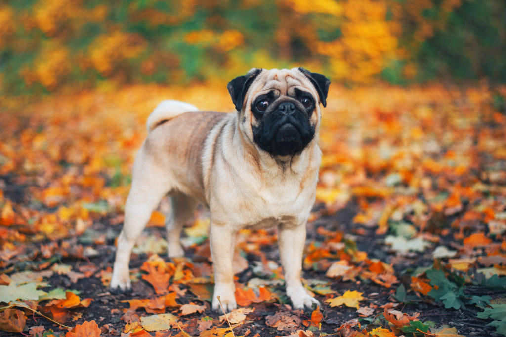 Pug in Autumn