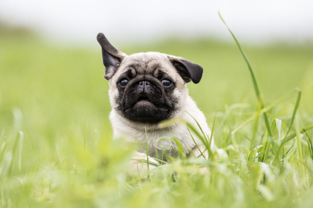 Pug Pug