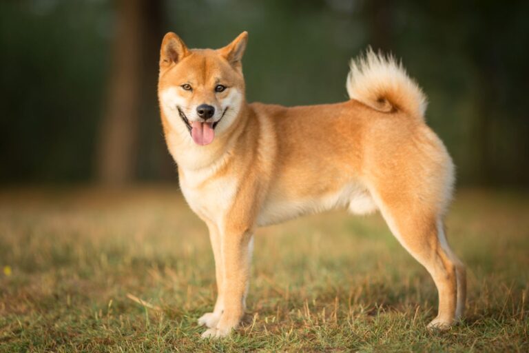 Shiba Inu in der Natur Shiba Inu in der Natur