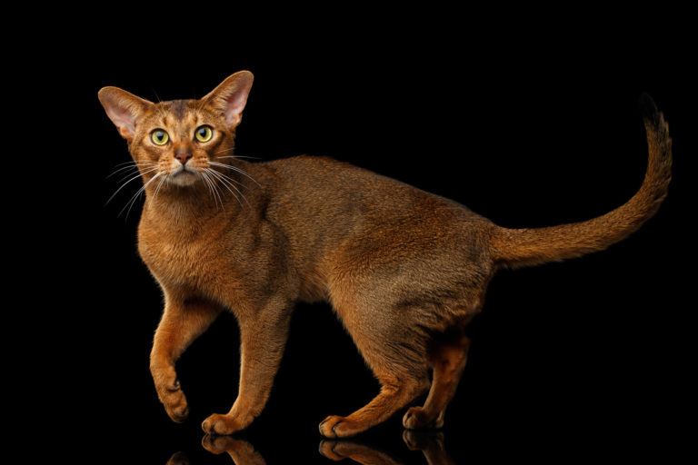 Abessinier Katzenrassen Zooplusch