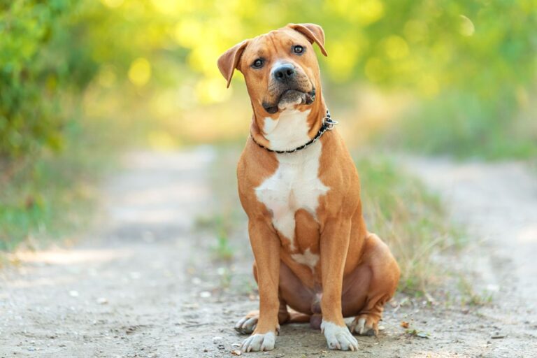 american staffordshire terrier auf feldweg