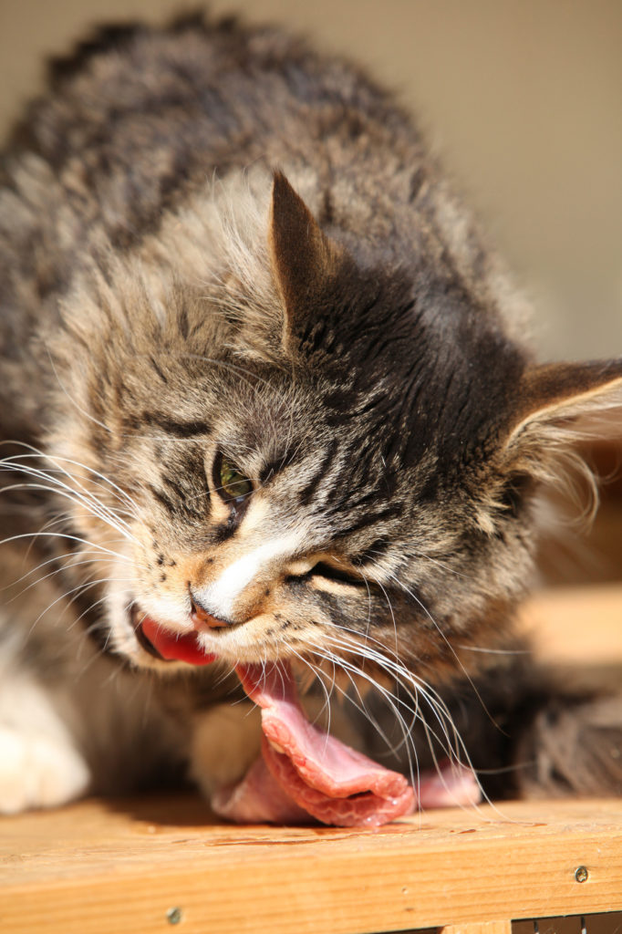 katzen barfen
