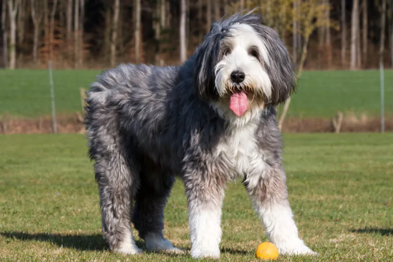 bearded collie